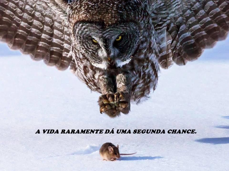 SEGUNDA CHANCE